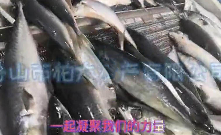 凍鯖魚(yú)視頻